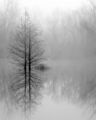 Picture of LAKE TREES IN WINTER FOG