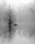Picture of LAKE TREES IN WINTER FOG