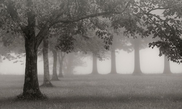 Picture of TREES IN EARLY AUTUMN