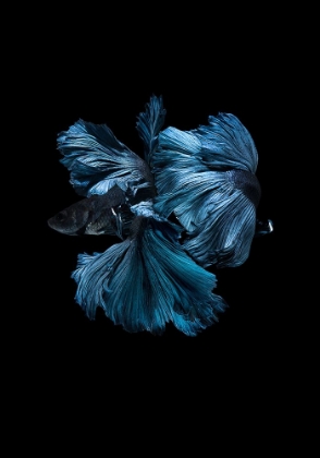 Picture of BLUE BETTA