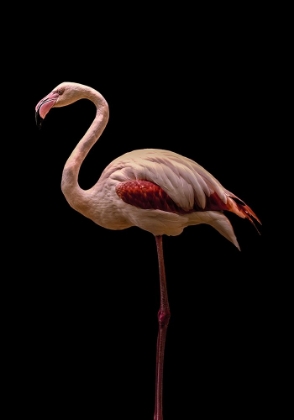 Picture of FLAMINGO