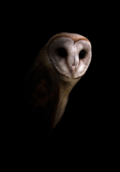 Picture of OWL