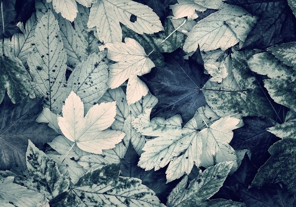 Picture of FOREST FLOOR