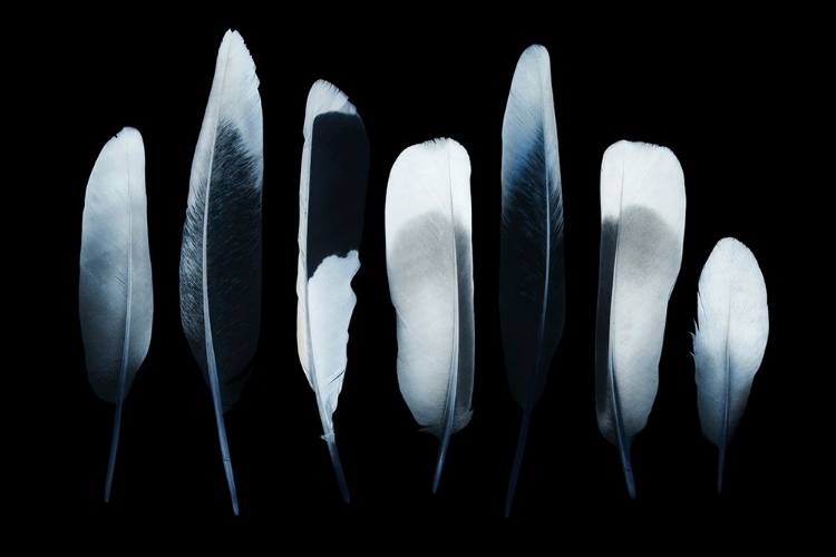 Picture of FEATHERS