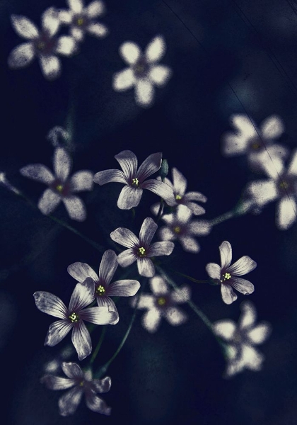 Picture of SMALL FLOWERS