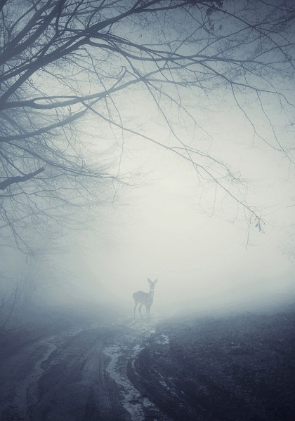 Picture of FOGGY MORNING HIKE