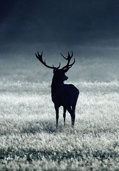Picture of SILHOUETTE DEER