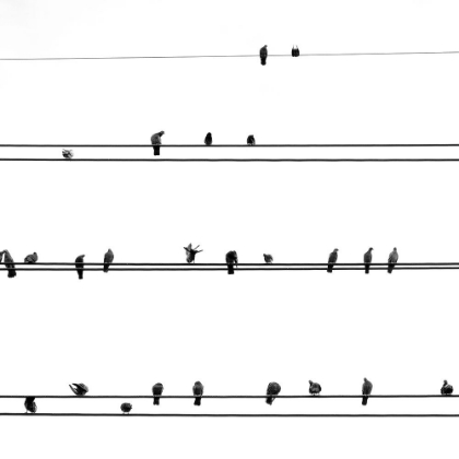 Picture of BIRDS ON THE LINE