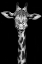 Picture of GIRAFFE