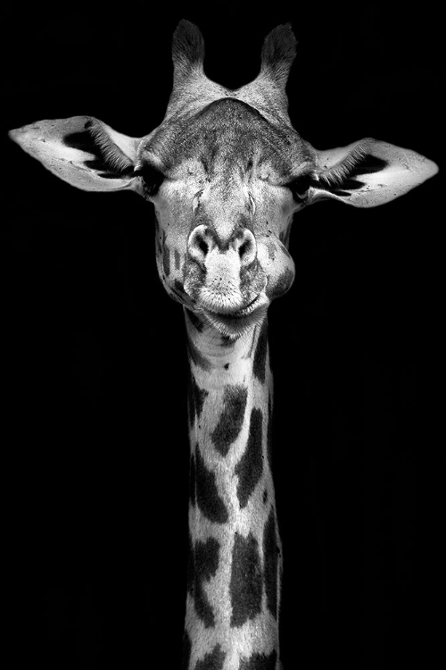 Picture of GIRAFFE