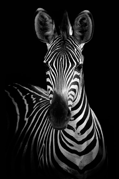 Picture of ZEBRA