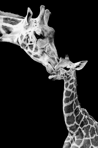 Picture of FIRST LOVE - GIRAFFE