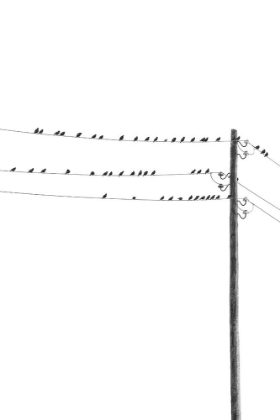 Picture of BIRDS ON WIRES