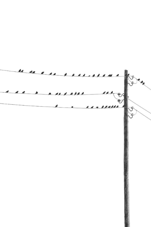 Picture of BIRDS ON WIRES