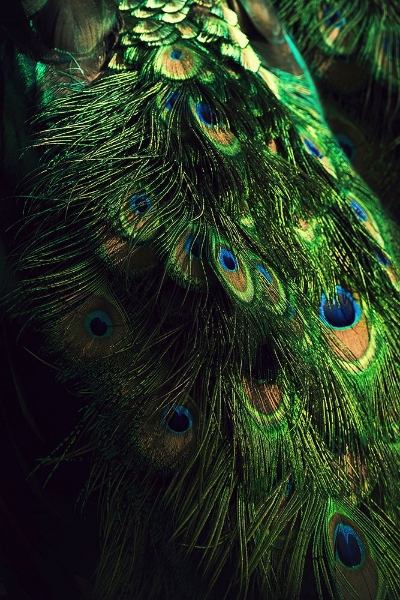 Picture of PEACOCK TAIL