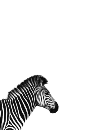 Picture of ZEBRA 2