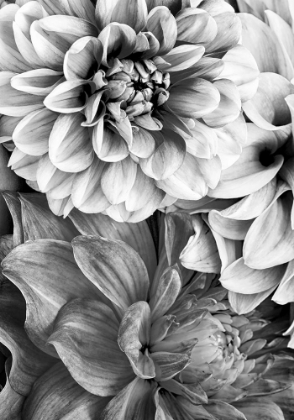 Picture of B AND W FLOWER 2