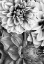 Picture of B AND W FLOWER 2