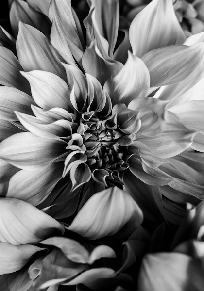 Picture of B AND W FLOWER 4