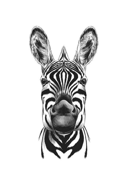 Picture of ZEBRA ILLUSTRATION