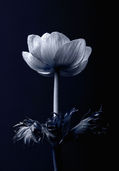 Picture of SINGLE FLOWER