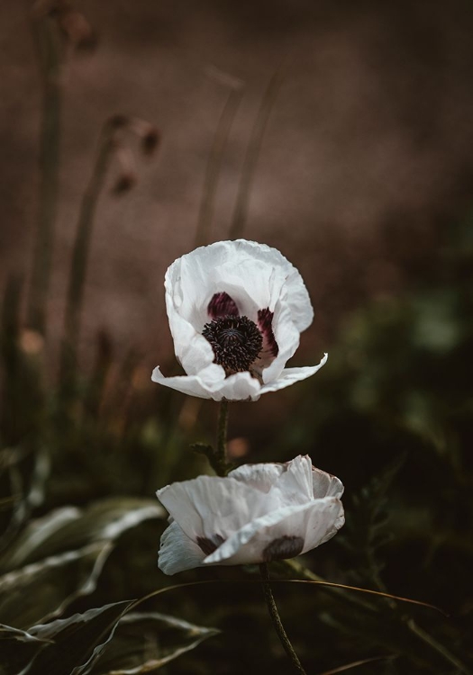 Picture of WHITE POPPIES