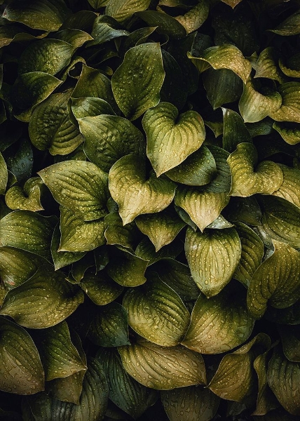 Picture of HOSTAS LEAVES
