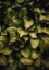 Picture of HOSTAS LEAVES