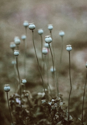 Picture of POPPY PODS