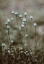 Picture of POPPY PODS