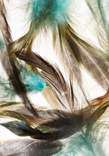 Picture of FLOATING FEATHERS