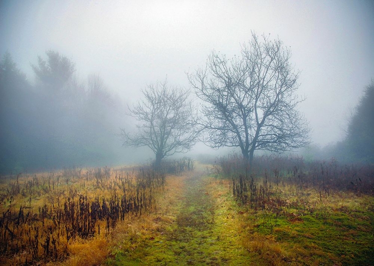 Picture of MAGIC MEADOW APPLES