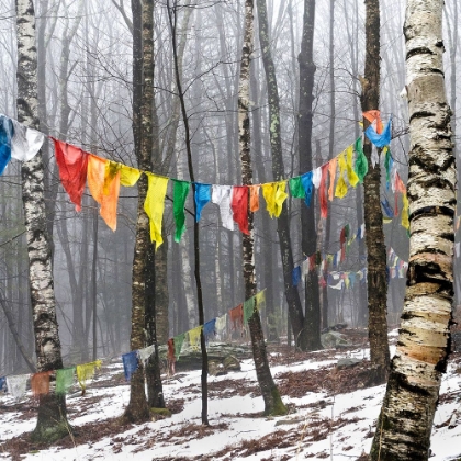Picture of PRAYER FLAGS, WOODSTOCK, NY