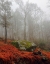 Picture of RED FERNS