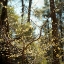 Picture of SPRING