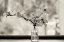 Picture of WILD DOGWOOD