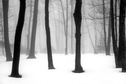 Picture of WINTER FOG