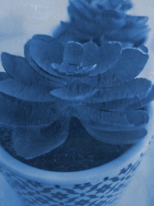 Picture of SUCCULENT PLANT 1