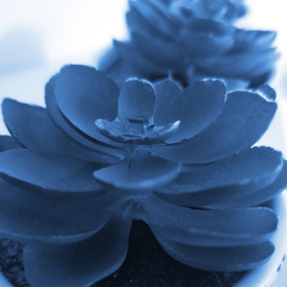 Picture of SUCCULENT PHOTOGRAPHY 1
