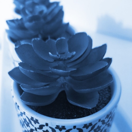 Picture of SUCCULENT PHOTOGRAPHY 2
