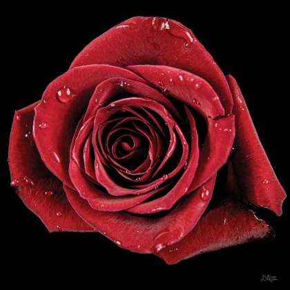 Picture of BROKEN HEART ROSE