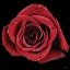Picture of BROKEN HEART ROSE