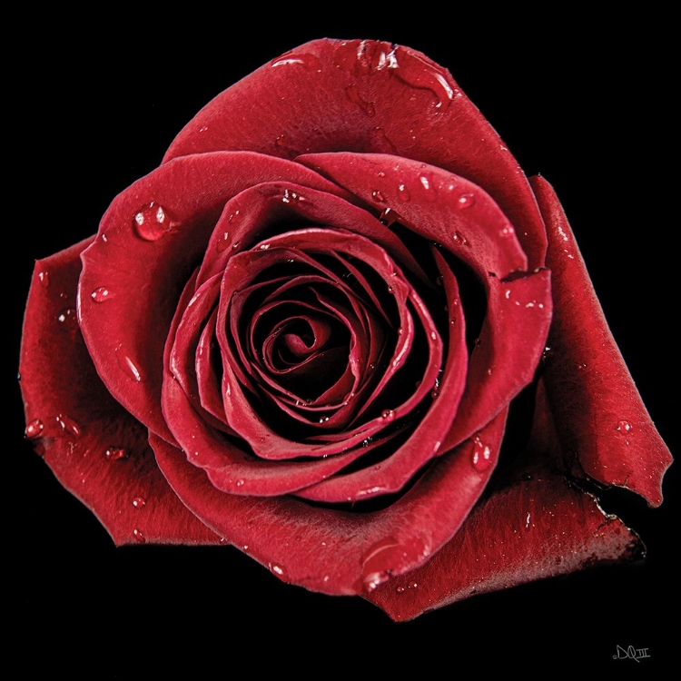 Picture of BROKEN HEART ROSE