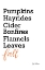 Picture of FALL WORDS