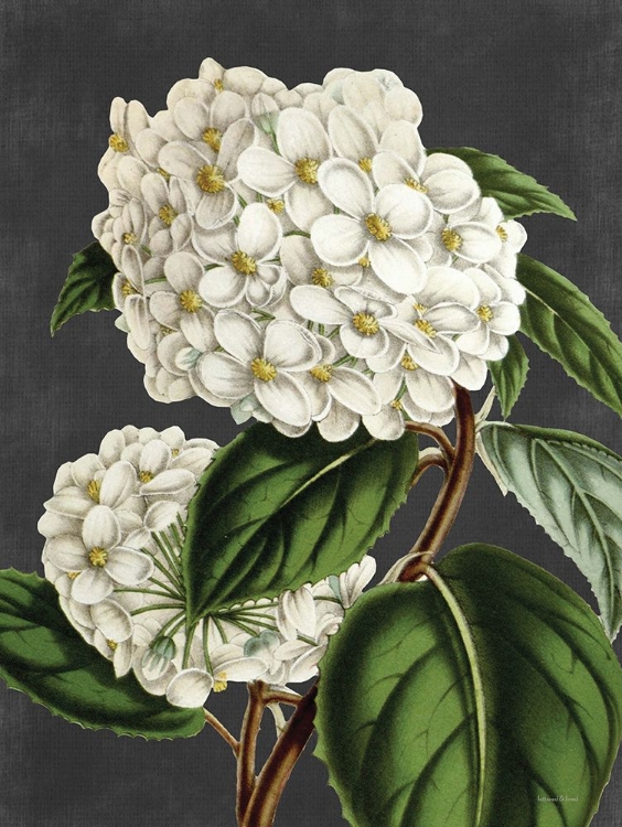 Picture of HYDRANGEA