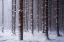 Picture of RED WOODS