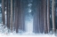 Picture of POLAR WINTER