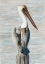Picture of BROWN PELICAN 1