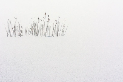 Picture of FROZEN LIFE