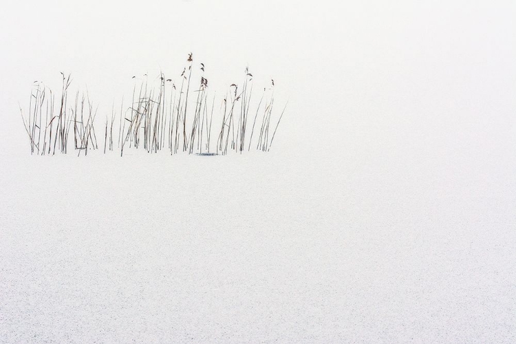 Picture of FROZEN LIFE